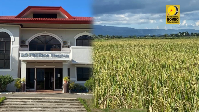 Binhi sang humay nga ipanagtag sang PhilRice sa mga rice farmers sa Region 6, Region 7, kag NIR, ginapaidalom pa sa test Binhi sang humay nga ipanagtag sang PhilRice sa mga rice farmers sa Region 6, Region 7, kag NIR, ginapaidalom pa sa test