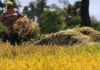 Kahalitan sa talamnan sang palay sa Negros Occidental tuga sang mainit nga panahon, nagdangat sa P35.9 million ang balor