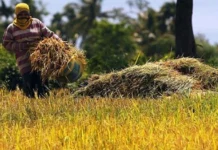 Kahalitan sa talamnan sang palay sa Negros Occidental tuga sang mainit nga panahon, nagdangat sa P35.9 million ang balor