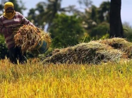 Kahalitan sa talamnan sang palay sa Negros Occidental tuga sang mainit nga panahon, nagdangat sa P35.9 million ang balor