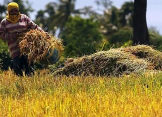 Kahalitan sa talamnan sang palay sa Negros Occidental tuga sang mainit nga panahon, nagdangat sa P35.9 million ang balor Kahalitan sa talamnan sang palay sa Negros Occidental tuga sang mainit nga panahon, nagdangat sa P35.9 million ang balor