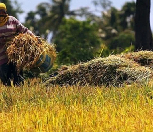 Kahalitan sa talamnan sang palay sa Negros Occidental tuga sang mainit nga panahon, nagdangat sa P35.9 million ang balor