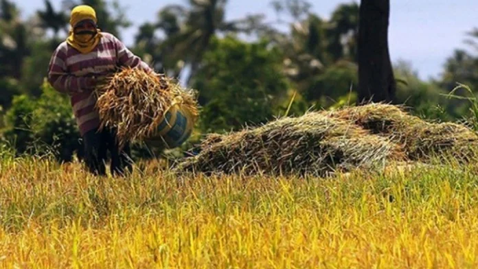 Kahalitan sa talamnan sang palay sa Negros Occidental tuga sang mainit nga panahon, nagdangat sa P35.9 million ang balor Kahalitan sa talamnan sang palay sa Negros Occidental tuga sang mainit nga panahon, nagdangat sa P35.9 million ang balor
