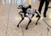 Kompanya, nagatanyag sang sweldo nga kapin P1,200 sa apat ka oras nga pagtrabaho bilang dog walkers, apang sa mga ido nga robot Kompanya, nagatanyag sang sweldo nga kapin P1,200 sa apat ka oras nga pagtrabaho bilang dog walkers, apang sa mga ido nga robot
