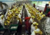 Minimum wage sa Western Visayas lakip na sa Negros Occidental kag Bacolod City, magasaka na