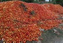 Rason iti pannakaibelleng dagiti tone-tonelada a kamatis idiay Nueva Vizcaya, inlawlawag ti Department of Agriculture