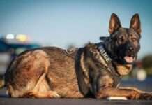Rehiyon Cordillera, addaan ti 21 a K9 units wenno Police Service Dogs