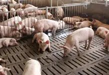 Aktibo a kaso ti African Swine Fever, awanen ti nailista iti probinsiya ti Benguet ita a bulan
