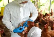 Probinsiya ti Benguet, naideklara nga avian influenza free kalpasan ti dua a tawen