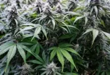 2 million ti pesos ti gatadna a marijuana, nadiskobre manen idiay Bakun, Benguet