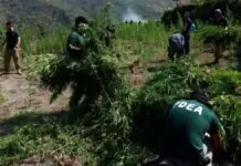 1 Million ti gatad na a fully-grown marijuan plants, dinadael dagiti otoridad idiay Kalinga