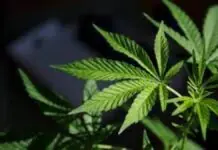P340,000 a balor ti Marijuana Plants, nadiskubre idiay Kibungan, Benguet