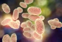 Pertussis, agtultuloy nga agwarwaras iti pagilian nangruna kadagiti maladaga