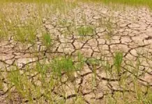 P2. 63 Billion a gatad ti agrikultura nadadael iti epekto ti El Niño; P1.08 Billion paipaay a tulong kadagiti mannalon