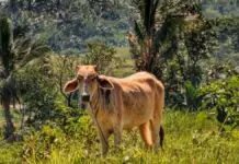 Kaso ti foot and mouth disease kadagiti ayup iti pagilian, agtaltalinaed a zero record sigun iti Department of Agriculture