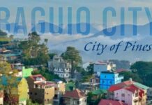 150 a puon ti pinetree, kasapulan nga imula; kasukat ti maysa a puon ti kayo a maputed iti siudad