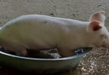 Maysa a baboy, nagbabad iti planggana tapno mabang-aran ti pudot ti bagi-na sadiay Cebu