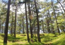 Panakaimanihar dagiti espasyo ti siudad ti Baguio tapno ipaayan gundaway ti panagdakkel dagiti pinetree, karit ti Diocese of Baguio – Commission on Environment