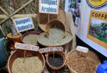 Industriya ti kape iti probinsiya ti Benguet, agtultuloy a maitantandudo; mabigbigbig kas pagtataudan ti “Best Arabica Coffee in the North”