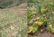 Danyos iti El Niño phenomenon iti rehiyon Cordillera, dumanon iti agarup P767 million kas maibasar iti kaudian a datos ti Department of Agriculture-Cordillera