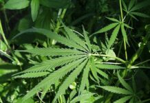 P210.8 million a gatad ti marijuana, balligi a nadiskubre idiay Kalinga