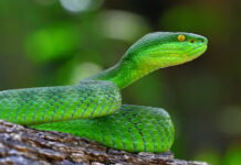 Gita ti green pit viper, napartak a nagwaras iti ima ti lalaki kalpasan a nakagat daytoy
