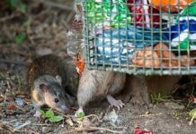 Rat catching challenge, maipatpatungpal iti siudad ti Baguio tapno malapdan ti panagngato ti kaso ti Leptospirosis