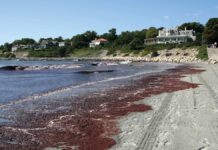 Innem a lugar iti pagilian nagpositibo iti red toxic tide sigun iti BFAR
