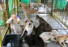 Maysa a lalaki, nagresign iti trabaho-na kas financial analyst tapno mangipasdek iti animal sanctuary; i-pokusna nga aywanan dagiti naispalna nga aso