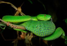 Kameng iti Northern Exotic and Wildlife Troopers (NEWT), nagpalagip iti publiko maipapan ti panagruar dagiti nagduduma a kita ti uleg iti manamnama a paniempo ti La Nina