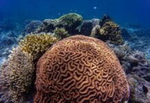 Retired Supreme Court Associate Justice Antonio Carpio, kidkiddawenna ti pannakaipataw iti baro a kaso kontra iti China gapu iti pannakadadael iti Escoda Shoal ken Rozul Reef