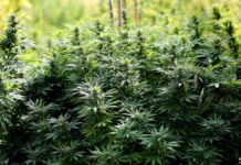 Agarup P4OOK a balur ti Fully Grown marijuana Plants, nadiskubre sadiay Kibungan, Bengeut