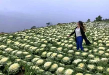 Panagsangbay dagiti turista idiay Atok, Benguet, agtultuloy