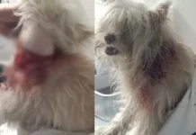 Aso a ni Fufu idiay Middle Quezon Hill Barangay, Baguio City, napalalo ti pannakadangranna; agtagikua ti aso, kidkiddawenna ti hustisia