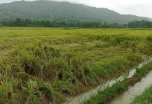 Gatad iti crop damage iti Rehion Cordillera gapu kadagiti nagsasaruno a bagyo, dumanon iti agarop ₱150million