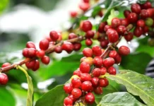 Presyo ti kape iti pagilian, posible a ngumina