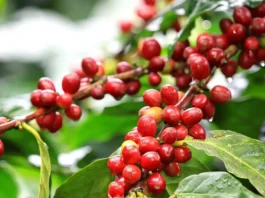 Presyo ti kape iti pagilian, posible a ngumina