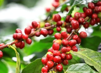 Presyo ti kape iti pagilian, posible a ngumato