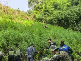 P7.68 Milyon a gatad ti marijuana plants, nadiskobre ken pinuoran dagiti otoridad idiay Kalinga