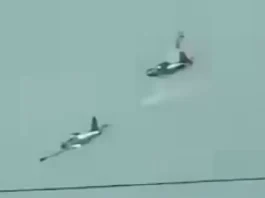 PAF, kinumpirmarna ti ipupusay ti uppat a piloto kabayatan iti maysa a training flight idiay Lipa City