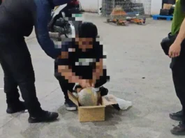 Parcel a naglaun iti maatap a marijuana, nadiskubre iti maysa a courier hub iti suidad ti Baguio