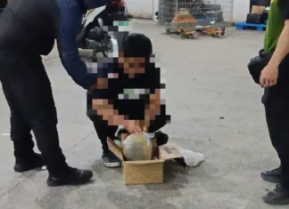 Parcel a naglaun iti maatap a marijuana, nadiskubre iti maysa a courier hub iti suidad ti Baguio