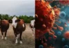 Kaunaan a kaso ti Shamonda virus iti tao, nairekord idiay France; nasao a pasyente, pimmusay