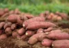 Panagimula kadagiti root crops kas alternatibo tapno masalakniban ti pagbiagan ken apit kabayatan ti El Niño, impalagip ti FPA-CAR