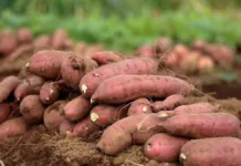 Panagimula kadagiti root crops kas alternatibo tapno masalakniban ti pagbiagan ken apit kabayatan ti El Niño, impalagip ti FPA-CAR