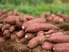 Panagimula kadagiti root crops kas alternatibo tapno masalakniban ti pagbiagan ken apit kabayatan ti El Niño, impalagip ti FPA-CAR