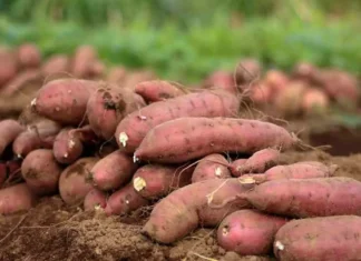 Panagimula kadagiti root crops kas alternatibo tapno masalakniban ti pagbiagan ken apit kabayatan ti El Niño, impalagip ti FPA-CAR