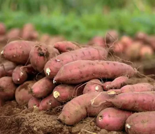 Panagimula kadagiti root crops kas alternatibo tapno masalakniban ti pagbiagan ken apit kabayatan ti El Niño, impalagip ti FPA-CAR
