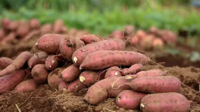 SWEET POTATOE
