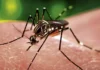 Baguio City, pasok sa Top 10 ng 2026 Galing Pook Awards dahil sa anti-dengue program